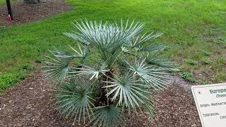 Chamaerops humilis quotceriferaquot  The Silver Mediterranean Fan Palm from Morocco [upl. by Hoi]