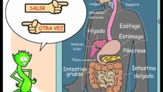 Aprendiendo con el Sistema Digestivo [upl. by Trever348]