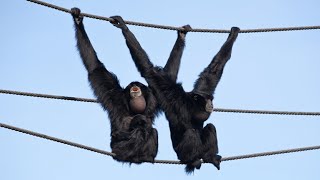 Siamang gibbon monkey sound  gibbon monkey [upl. by Anawahs485]