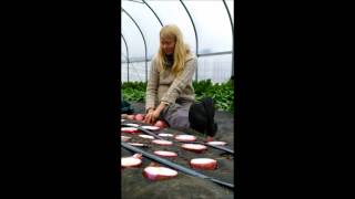 onion seed production video 1 [upl. by Dickenson517]