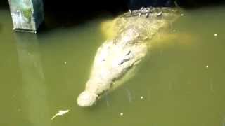 Crocodile Attack at the Mara River [upl. by Enyalaj]