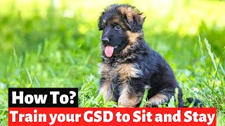 How to Train a German Shepherd Puppy to Sit and Stay at a particular position [upl. by Eidna]