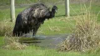 Crazy Emu Jumping for Joy and Taking a Bath [upl. by Nailluj964]