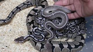 AXANTHIC BALL PYTHON MORPHS [upl. by Trina890]