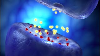 Neural Conduction Action Potential and Synaptic Transmission [upl. by Abrahams]