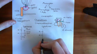 The HIV Life Cycle and Antiretroviral Drugs Part 3 [upl. by Hagen]