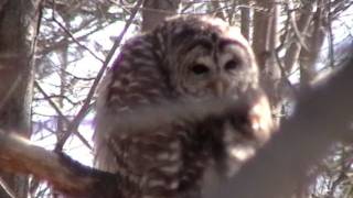 Owl spinning head Scary pt 2 [upl. by Ashby]