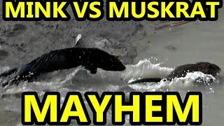 Age Old Mayhem Mink VS Muskrat [upl. by Elolcin]