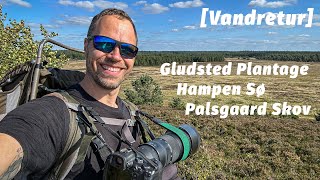 Vandretur ved Gludsted Plantage og Hampen Sø Palsgaard Skov Mikroeventyr [upl. by Leach]