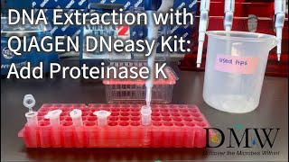 DNA Extraction with QIAGEN DNeasy Kit Add Proteinase K [upl. by Mariel]