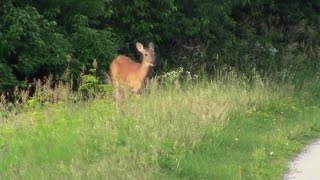 Whitetailed Deer [upl. by Merrow]