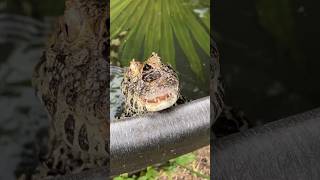 Frog or Gator short shorts animal wildlife nature crocodile frog reptiles alligator [upl. by Dusa261]