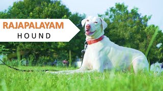 Rajapalayam Hound  Sight Hound  Shikkar Hound  Polygar Hound  Ghost Hound I Dogs [upl. by Griz]