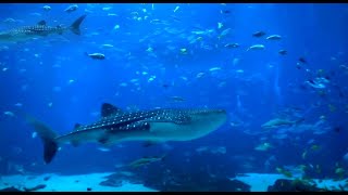 Super Relaxing Aquarium Screensaver with Two Whale Sharks [upl. by Ellehc95]