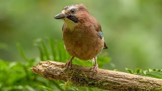 Loch lomond Birding with hide and loch walk [upl. by Harhay]