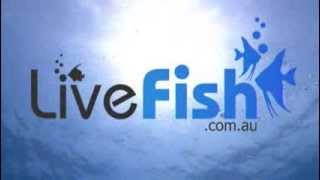 Livefishcomau TV Ad [upl. by Coster705]