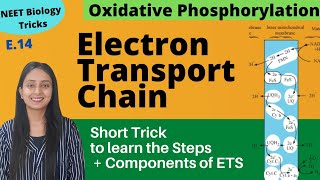 Super Easy way to Learn Electron Transport Chain  Short Trick  NEET Biology [upl. by Einnaffit]