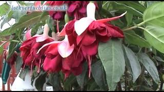 Fascinating Fuchsias [upl. by Anilosi51]