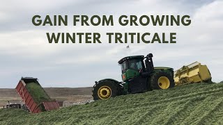 Gain From Growing Winter Triticale [upl. by Eixor]