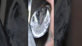 Rasping TIME shorts farrier satisfying asmr [upl. by Leroi643]