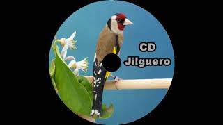 CD Jilguero 2020 إسطوانة الحسون [upl. by Donnamarie710]