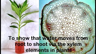 Water moves through Xylem Experiment [upl. by Yniar]