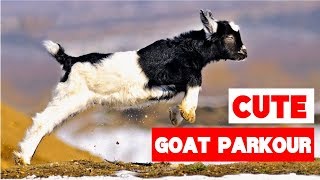 Greatest Baby Goat Jumping and Parkour Compilation [upl. by Nohsyar]