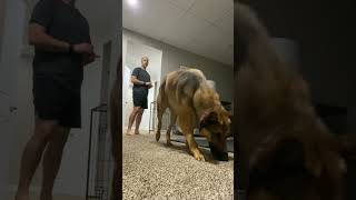 1 Minute Crate Training Game dogtraining germanshepherd fireteamk9 [upl. by Enaek]