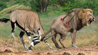 30 Crazy Moments LIONS Knocked Down By Gemsbok Antelope Rescue His Teammate From Lions Hunting [upl. by Candida747]