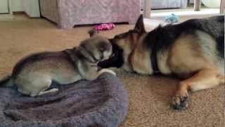 Protecting his bed Munster vs Dunder German Shepherd and Rat Terrier [upl. by Heiskell923]