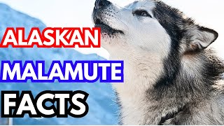 Alaskan Malamute Top 10 Facts [upl. by Idnahk]