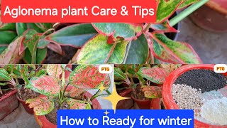 अक्टूबर महीने में एग्लोनेमा care tips fertilizer How to Aglonema ready for winter youtubevideos [upl. by Shamrao397]