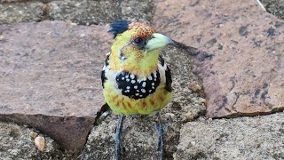 Crested Barbet call  sound [upl. by Seiden495]