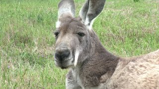 Special Tribute Roo Roo the Kangaroo [upl. by Aiym]