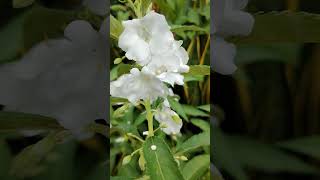 Cây bỏng nước hoa trắng  Impatiens balsamina [upl. by Currey]