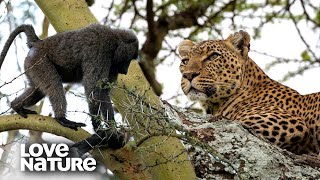 Leopard Zeroes in on Baboon Troop  Love Nature [upl. by Alegre527]