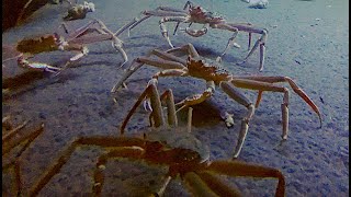 ズワイガニ Snow crab Chionoecetes opilio [upl. by Ecnav785]