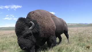 Yellowstone Bison Rut [upl. by Daron]