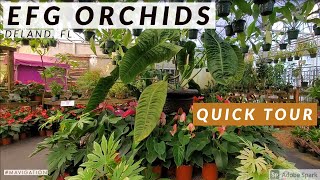 Tour of EFG Orchids l The Best Orchids Nursery in Florida l Shorts [upl. by Euqenimod]