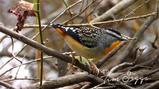 Spotted Pardalote Clip 33 HD VIDEO Australian Bird Media [upl. by Lenod431]