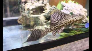 Pterygoplichthys gibbiceps pleco mariposa leopardo [upl. by Anaitak]