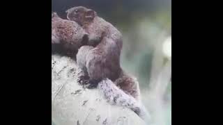 SQUIRREL BEST MATING POSITION TOO STRONG [upl. by Wisnicki]