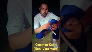 Common Kukri NonVenomous  kukri snake  kukri snake rescue  snake wildliferescue wildlife [upl. by Yelnik424]