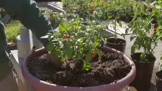 How to Transplant Bell Peppers  Growing Peppers [upl. by Avle363]