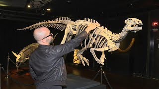 150millionyearold fossilised dinosaur to go up for auction in Paris  AFP [upl. by Nadia]