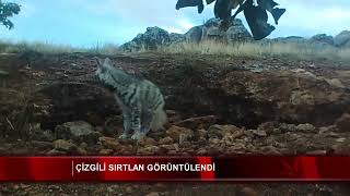 Çizgili sırtlan görüntülendi [upl. by Desiri]