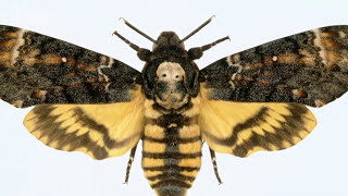 Deathshead hawkmoth  Natural History Museum [upl. by Elagibba]