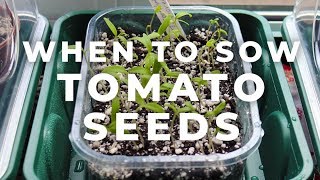 When to sow Tomato Seeds [upl. by Aluap608]