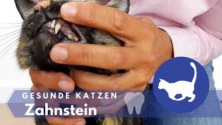 Zahnstein bei Katzen  Zahnpflege  Muss ich Zähne putzen [upl. by Zolly]