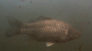 CARPA COMUN cyprinus carpio [upl. by Haelhsa925]